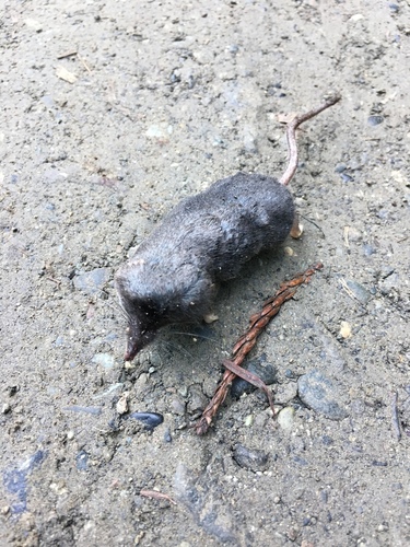 Trowbridge's Shrew