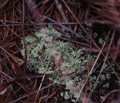 Cladonia subpungens