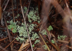 Cladonia subpungens