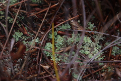 Cladonia subpungens