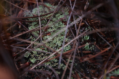 Cladonia subpungens