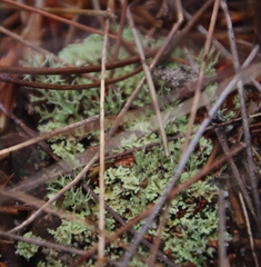 Cladonia subpungens