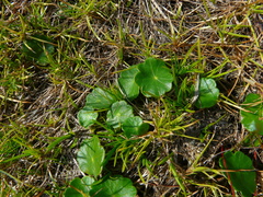 Littorella uniflora