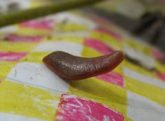 Erpobdella octoculata