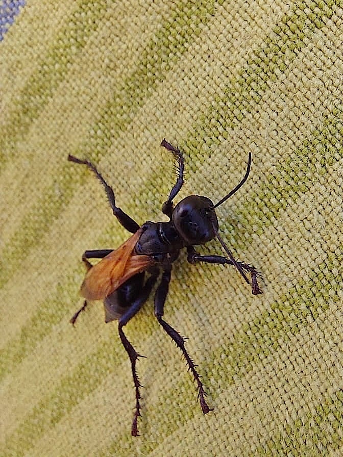 Prionyx subfuscatus