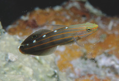 Koumansetta rainfordi