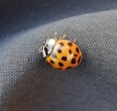 Harmonia axyridis
