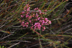 Erica gnaphaloides