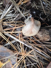 Fungi