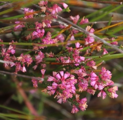 Erica gnaphaloides