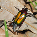 Caelorrhina - Photo (c) Ryan Tippett, algunos derechos reservados (CC BY-NC), subido por Ryan Tippett