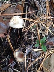 Fungi