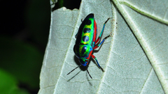 Calidea dregii
