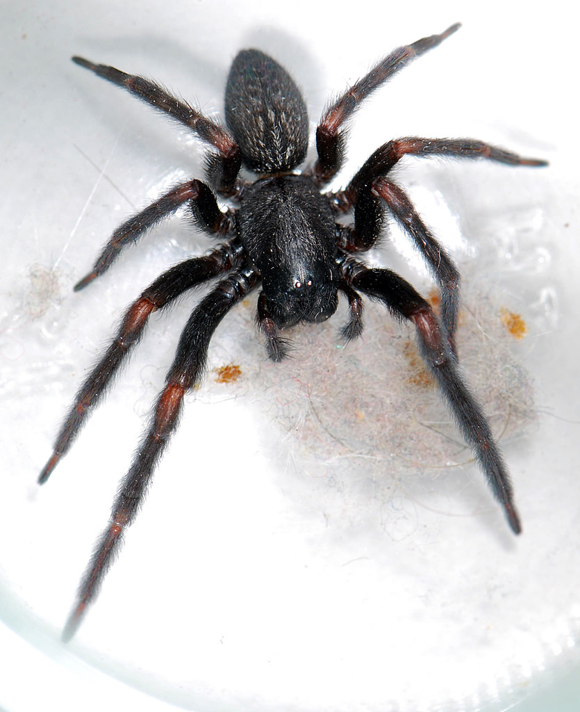 House Spiders