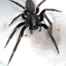 House Spiders - Photo (c) Peter Halasz, some rights reserved (CC BY-SA)
