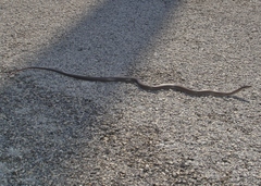 Cubophis vudii