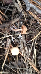 Fungi