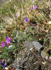 Oxytropis revoluta