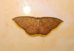 Pseudhyria rubra