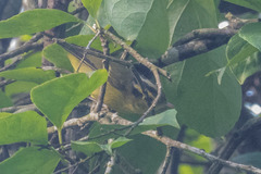 Phylloscopus ricketti