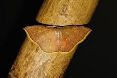 Pseudhyria rubra