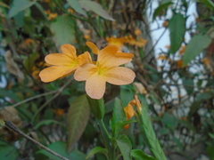 Crossandra infundibuliformis