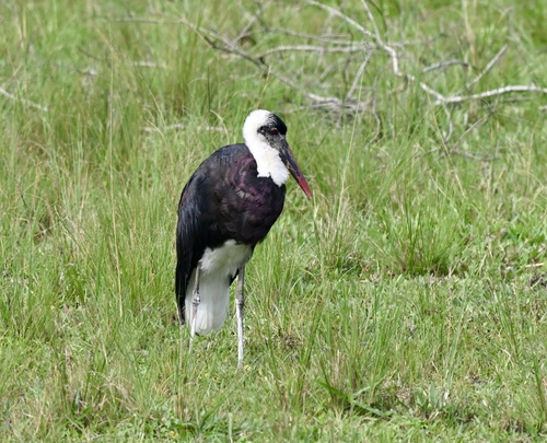 African Woolly-necked Stork