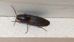 Conoderus basalis