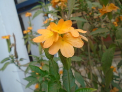 Crossandra infundibuliformis
