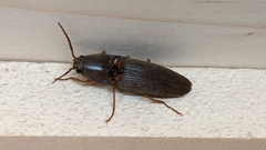Conoderus basalis