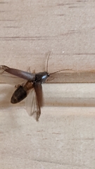 Conoderus basalis