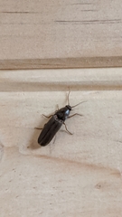 Conoderus basalis