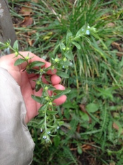 Lappula squarrosa