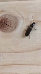 Conoderus basalis