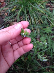 Lappula squarrosa