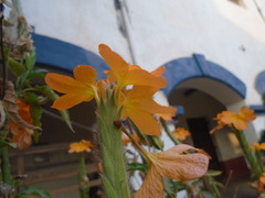 Crossandra infundibuliformis