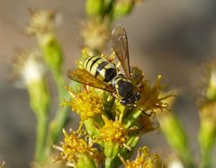 Bicyrtes capnopterus