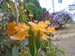 Crossandra infundibuliformis