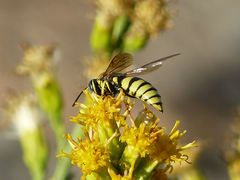 Bicyrtes capnopterus