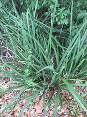 Irideae