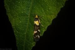 Epithymema helias
