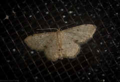 Idaea pilosata