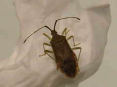 Homoeocerus unipunctatus