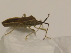 Homoeocerus unipunctatus