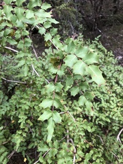 Berberis swaseyi