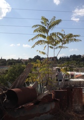 Ailanthus altissima