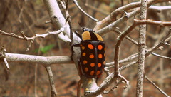 Mecynorhina passerinii