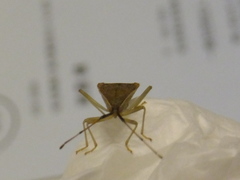 Homoeocerus unipunctatus