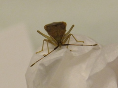 Homoeocerus unipunctatus