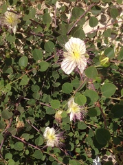 Capparis zoharyi
